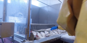 Haro sur la cruauté des conditions d’élevage des poissons