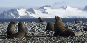 Dans l’Antarctique, plus question de nouvelles aires protégées