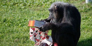 Comment l’Unesco veut sauver les grands singes