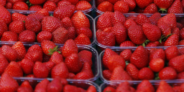 Mystère des fraises piégées : une nouvelle aiguille découverte dans un fruit en Nouvelle-Zélande