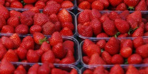 Mystère des fraises piégées : une nouvelle aiguille découverte dans un fruit en Nouvelle-Zélande