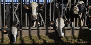 OGM : alerte sur une bactérie résistante aux antibiotiques dans des aliments pour animaux
