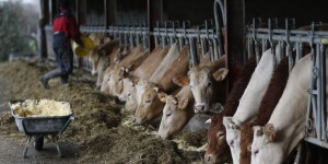 OGM interdit : au moins 150 tonnes d’aliments pour bétail contaminées en France
