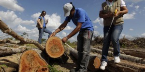 Quel est le poids des importations françaises sur la déforestation