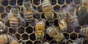 Entre les abeilles et l’agrochimie, les Etats européens tardent à choisir