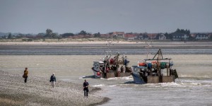 Dans la baie de Somme, la densité de poissons en baisse de 80 % en trente ans