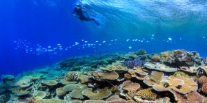 Comment les coraux s’acclimatent tant bien que mal au réchauffement