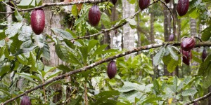 Au Costa Rica, des modèles vertueux de plantations de cacaoyers