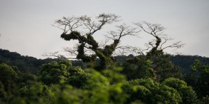 Forêts, mines, climat… au Brésil, les ONG craignent une catastrophe environnementale