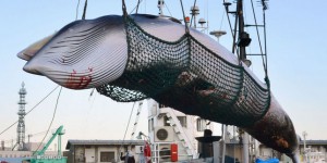 Le Japon annonce la reprise prochaine de la chasse commerciale à la baleine