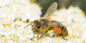 « Il faut promouvoir la création d’un véritable plan de sauvegarde des abeilles »