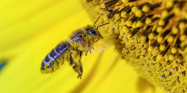 Arnaud Montebourg fait son miel du déclin des abeilles