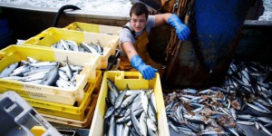 Brexit : l’Union européenne prépare le secteur de la pêche au « no deal »