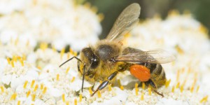 « Sur les 36 députés signataires de l’appel à sauver les abeilles, 30 ont soutenu au moins un amendement contestant l’interdiction des néonicotinoïdes »