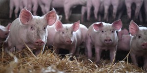 La fièvre porcine à la frontière franco-belge inquiète les éleveurs