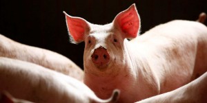La France crée une « zone blanche » pour éviter l’arrivée de la peste porcine