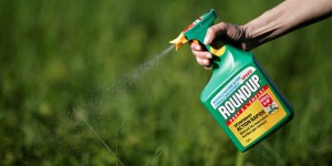Glyphosate : la cacophonie persiste sur l’herbicide controversé