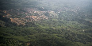 En Malaisie, si on détruit la forêt de Sarawak, « c’est notre âme que l’on détruit »