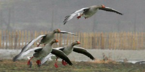 En Normandie, le financement d’un radar à oiseaux ravive les tensions autour de la chasse