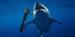 Des plongeurs nagent avec un requin blanc de six mètres de long au large d’Hawaï