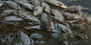 Près d’un million de poissons d’eau douce retrouvés morts en Australie