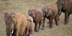 A Voi, au Kenya, des habitants manifestent contre les éléphants