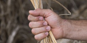 Des agriculteurs bio attaquent l’Etat pour retard de paiement des aides