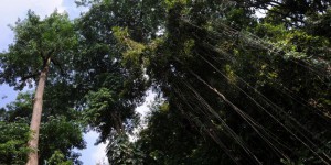 Déforestation en Indonésie : plus de 1,3 milliard de dollars d’amendes impayées