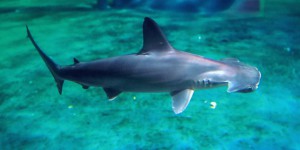 Hécatombe chez les requins-marteaux de Nausicaa