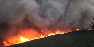 Des incendies ont détruit plus de 1 300 hectares de végétation en Corse