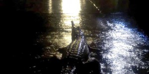 Inondations en Australie : dans les rues, l’armée et des crocodiles
