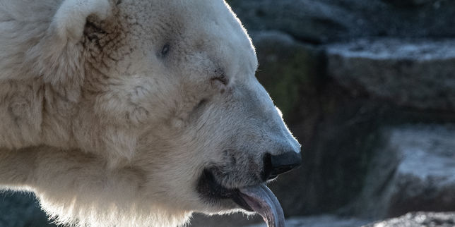 Une « invasion » d’ours polaires agressifs dans l’archipel russe de la Nouvelle-Zemble