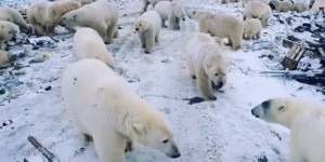 Des ours polaires investissent des villes pour se nourrir