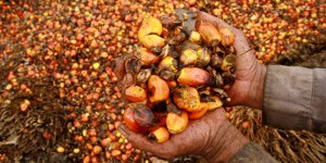 « Ce qui est reproché à Bruxelles dans le dossier de l’huile de palme »
