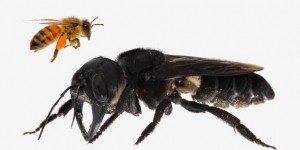 On a retrouvé la plus grosse abeille du monde