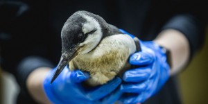 Les scientifiques s’interrogent après une hécatombe d’oiseaux marins au large des Pays-Bas