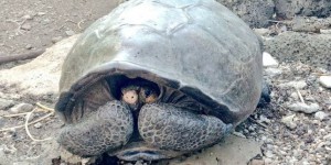 Un spécimen vivant d’une tortue géante, que l’on pensait éteinte, découvert aux Galapagos