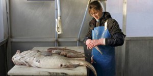 La surexploitation touche un quart des stocks de poissons pêchés en France