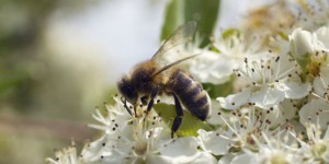 « Il est temps d’arrêter le massacre des abeilles »