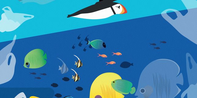 « 2019, année cruciale pour la biodiversité de l’océan »