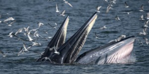 Afrique du Sud : une baleine gobe un plongeur… et le recrache
