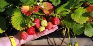 Agriculture : « La France ramène sa fraise »