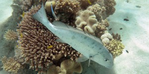 Les écosystèmes marins menacés par les canicules océaniques