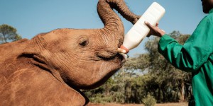 Une journée avec les éléphanteaux de l’orphelinat Sheldrick au Kenya