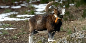 Le mouflon de Corse est désormais protégé