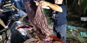 Pollution : une baleine s’échoue et meurt aux Philippines, l’estomac rempli de plastique