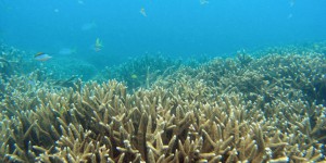 Dans la Grande Barrière australienne, « les coraux ne font plus de bébés »