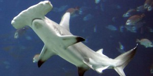 Dans l’aquarium Nausicaà de Boulogne-sur-mer, tous les requins-marteaux sont morts
