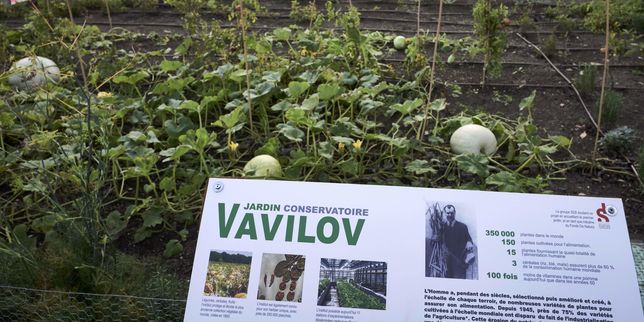 Des légumes rustiques ressuscités à Lyon grâce à la mémoire russe des semences