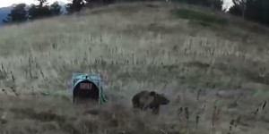 L’ourse slovène Sorita mère de deux oursons dans les Pyrénées